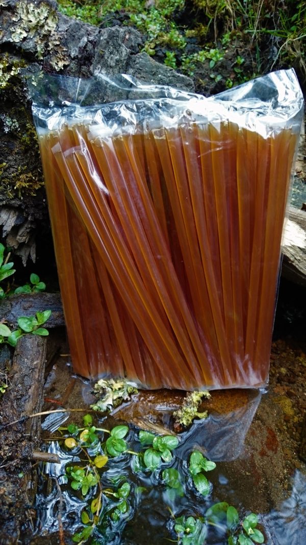 Popote de miel con chile y limón  100 pz.